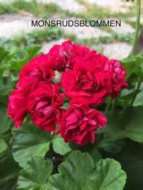 Monsrudsblommen