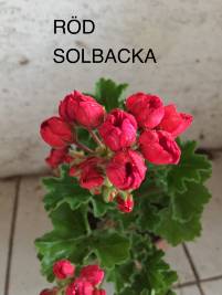 R&ouml;d Solbacka