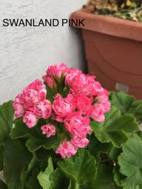 Swanland Pink