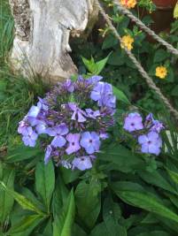 Phlox blau