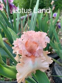 Lotus Land