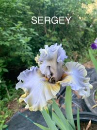 Sergey