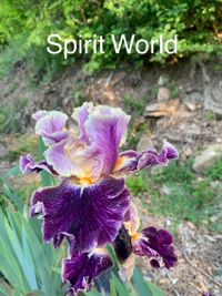 Spirit World